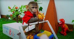 بچه میمون بازی گوش : بازی با اسباب بازی