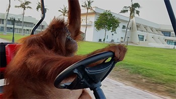 رانندگی بامزه و حرفه ایی اورانگوتان در باغ وحش