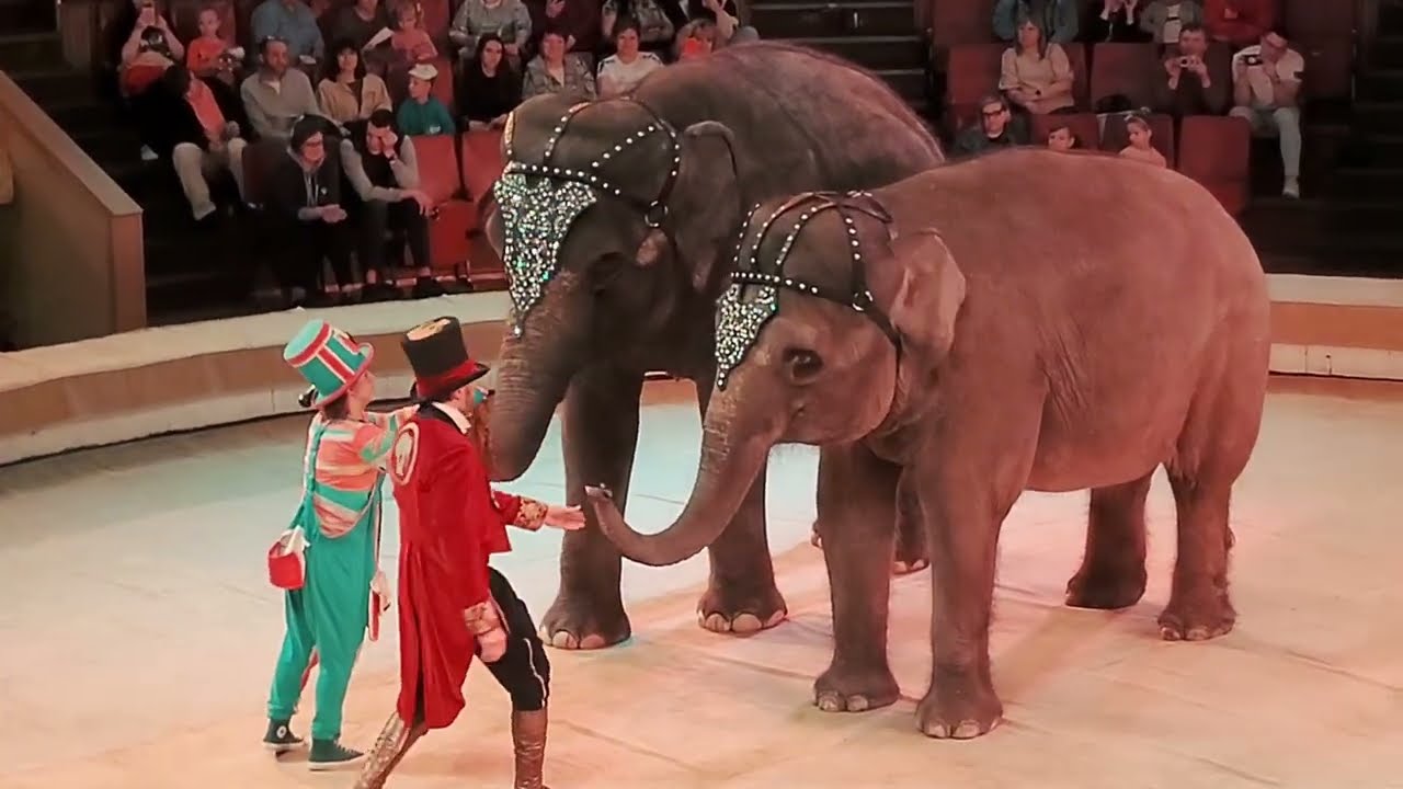 فیل ها در سیرک